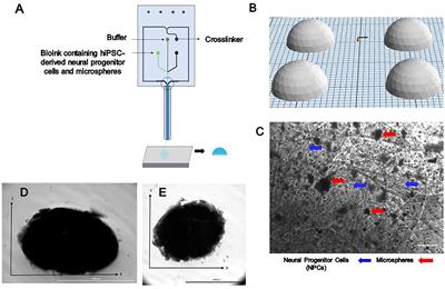 3D Bioprinting Pluripotent Stem Cell Derived Neural Tissues Using a Novel Fibrin Bioink Containing Drug Releasing Microspheres